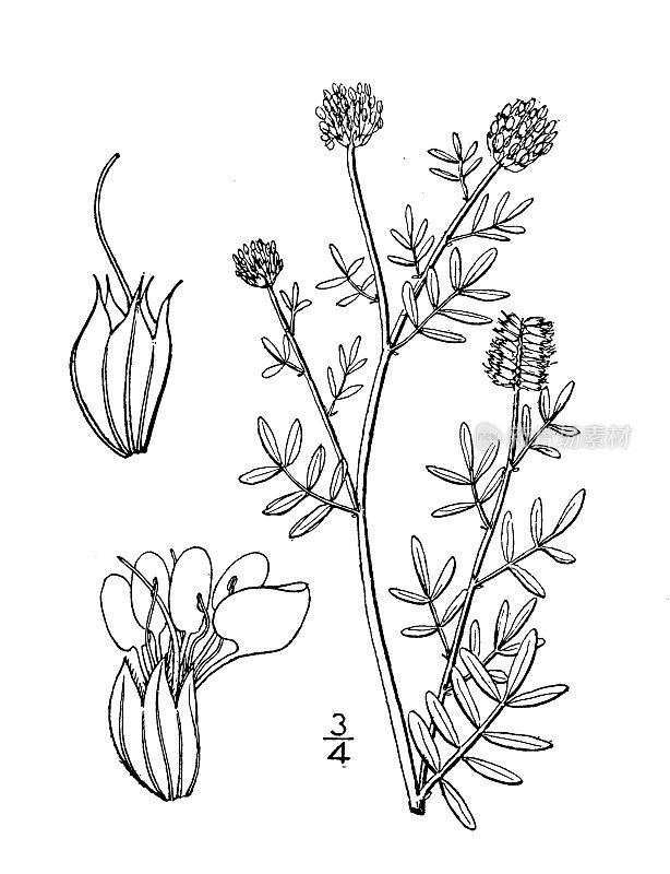 古植物学植物插图:Kuhnistera multiflora，圆头草原三叶草